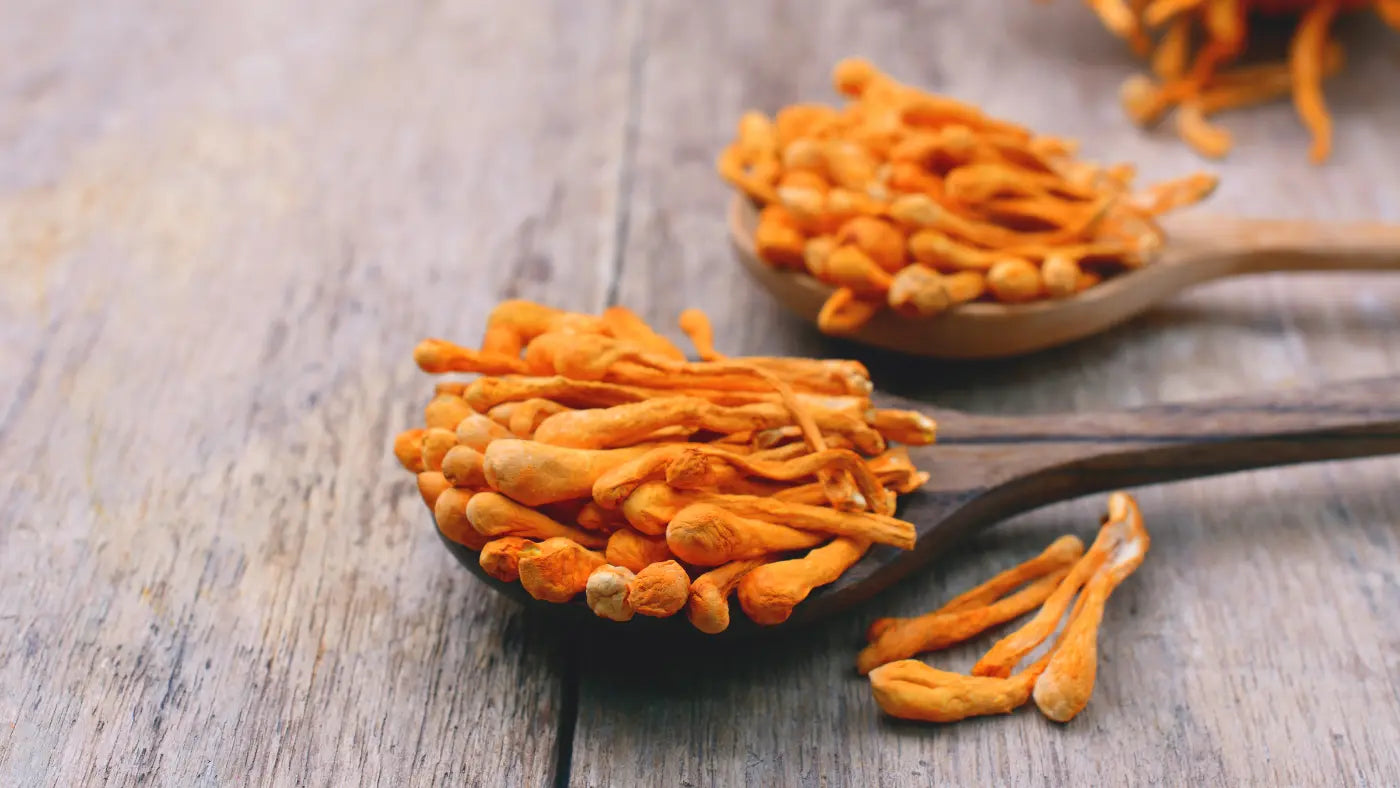 cordyceps