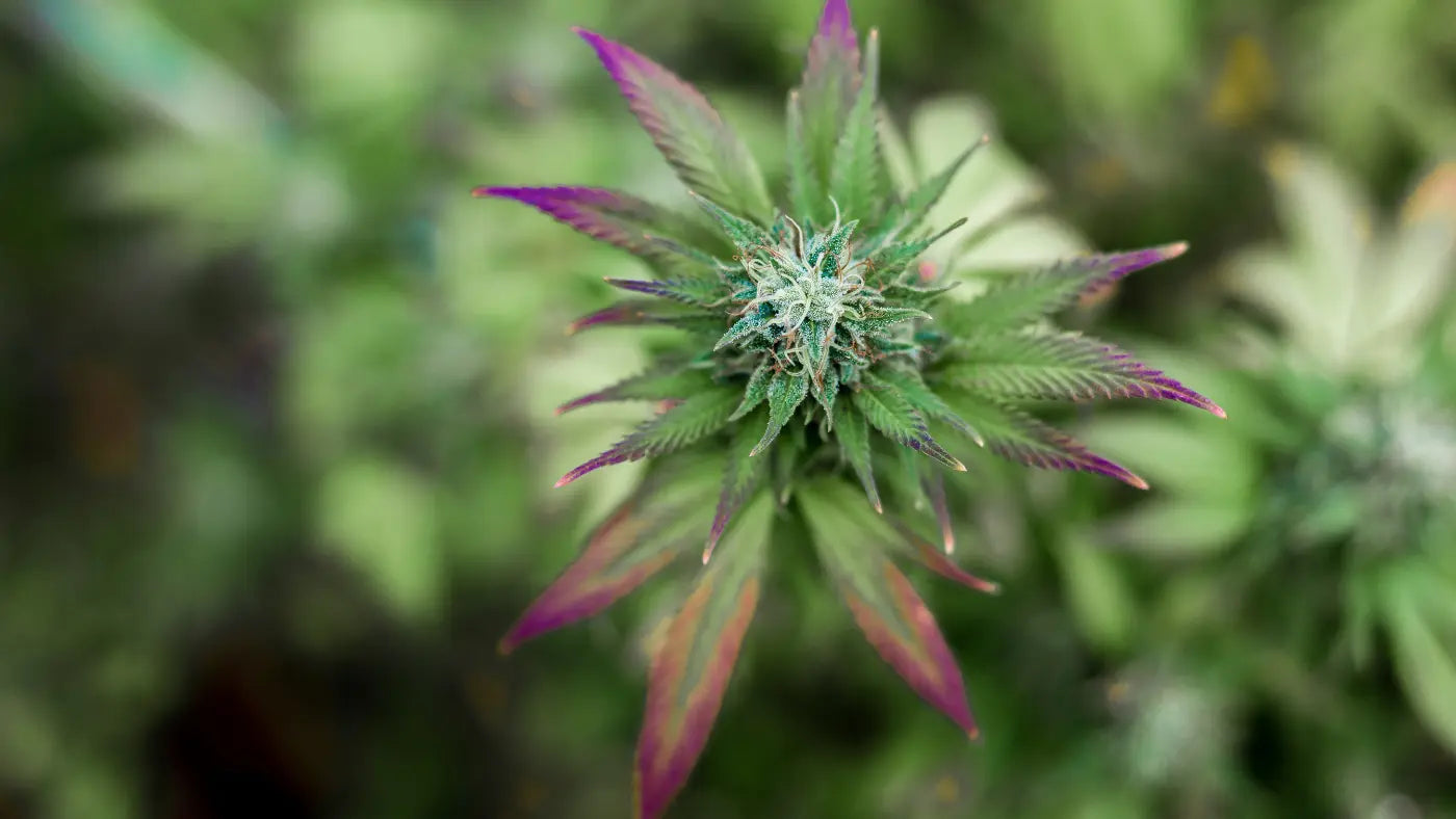 cbd hash vs. cbd kukka