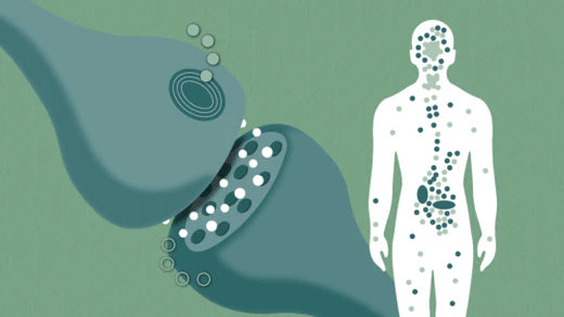 mikä on endokannabiniodijärjestelmä