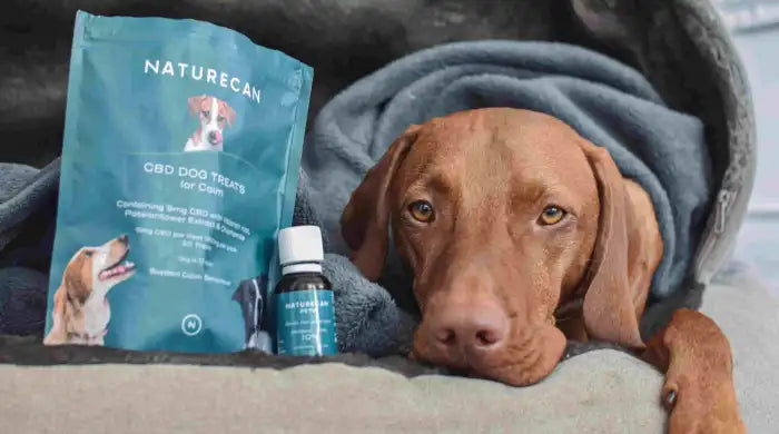 koira pelkää raketteja