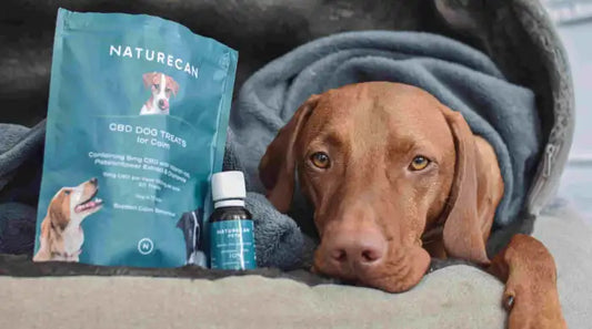 koira pelkää raketteja