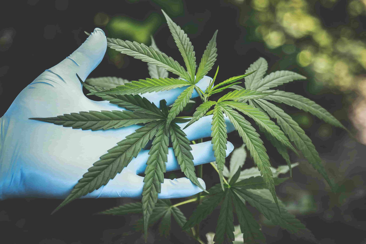 Synteettinen kannabis vs. luonnollinen kannabis