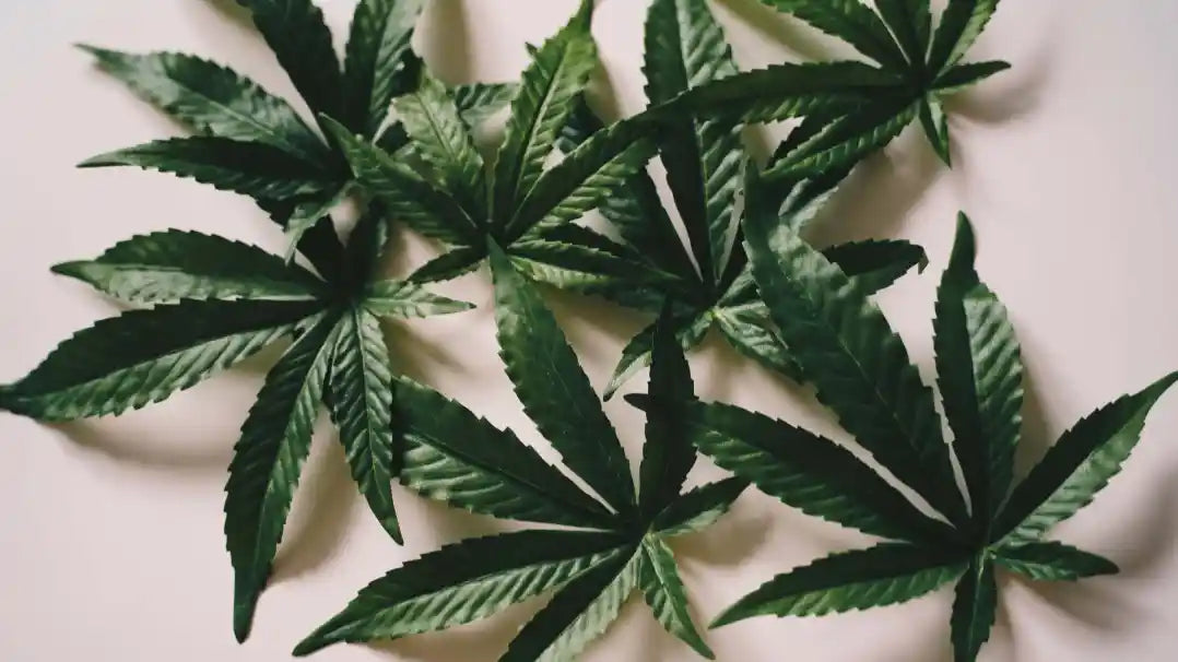 Kuinka kauan kannabis näkyy veressä?