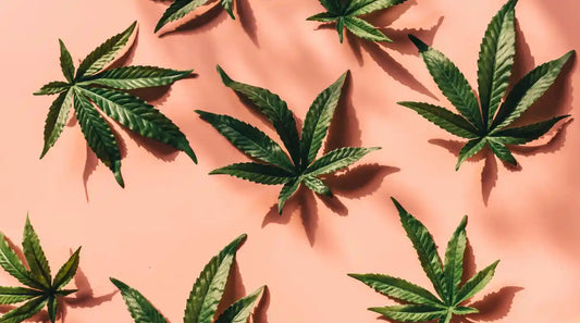 Miltä kannabis haisee?