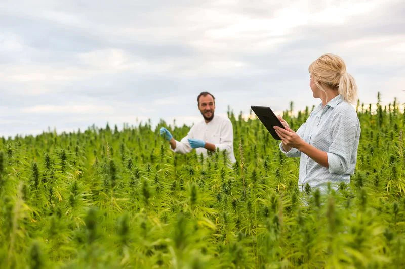 mitä terpeenit ovat