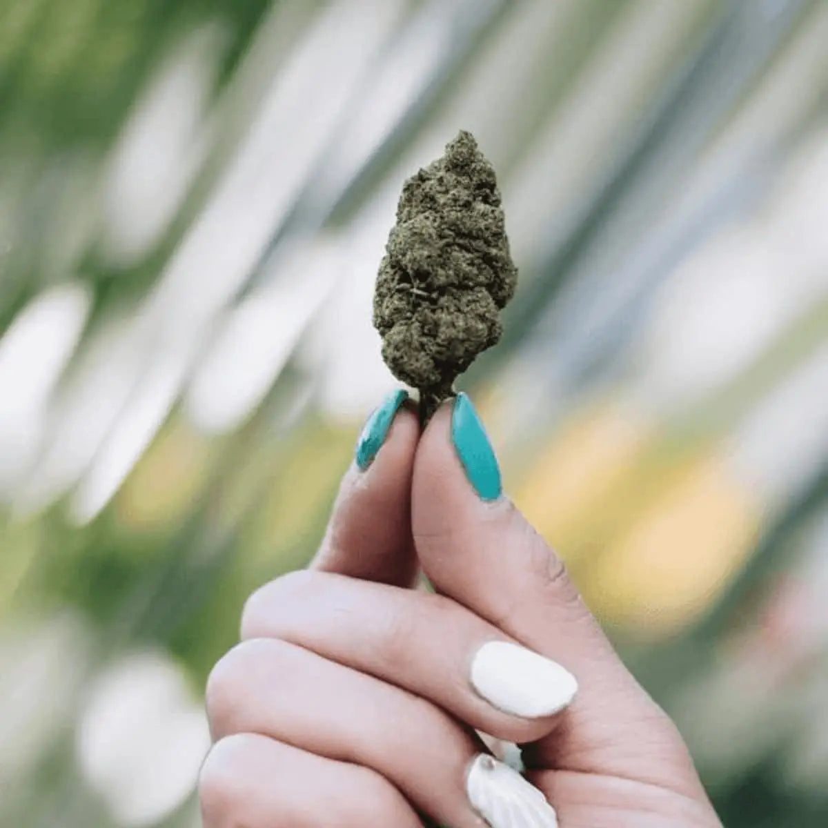CBD Kukka kädessä