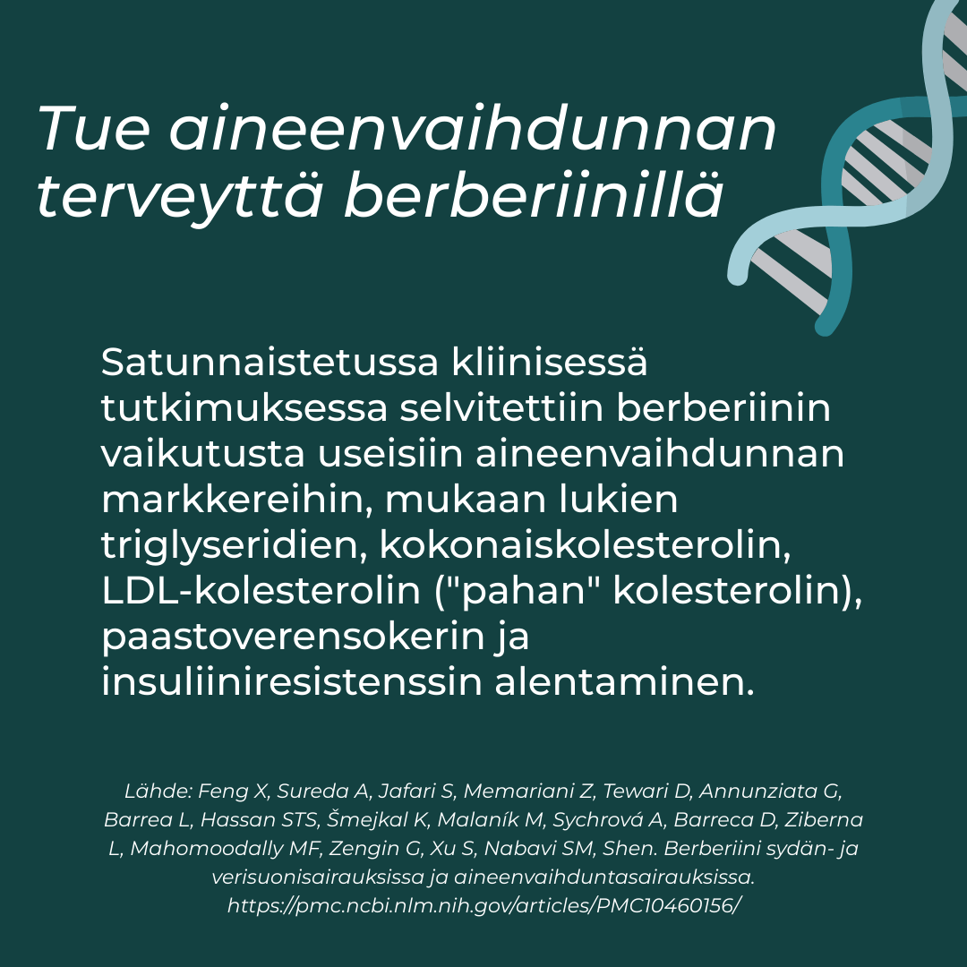 mitä Berberiini tekee