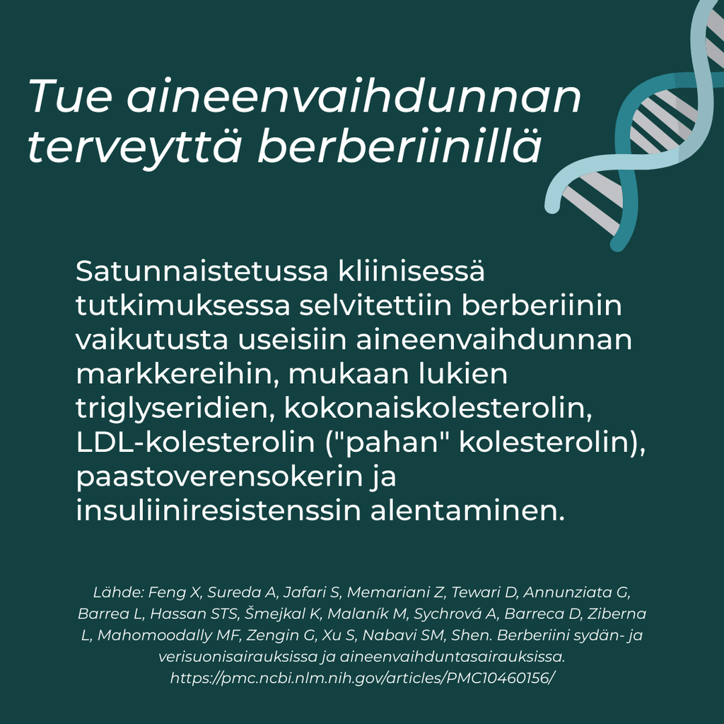 mitä Berberiini tekee