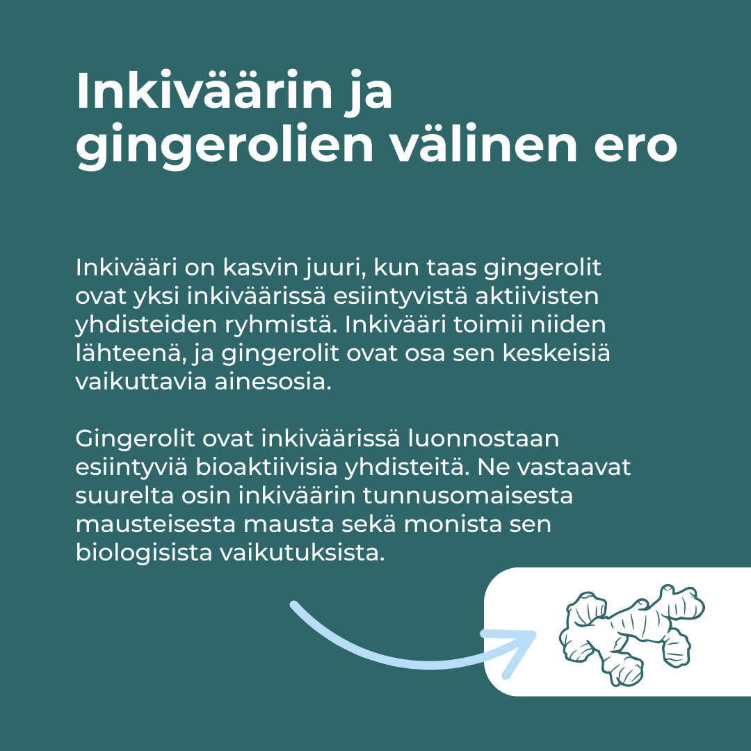 mitä inkivääri sisältää