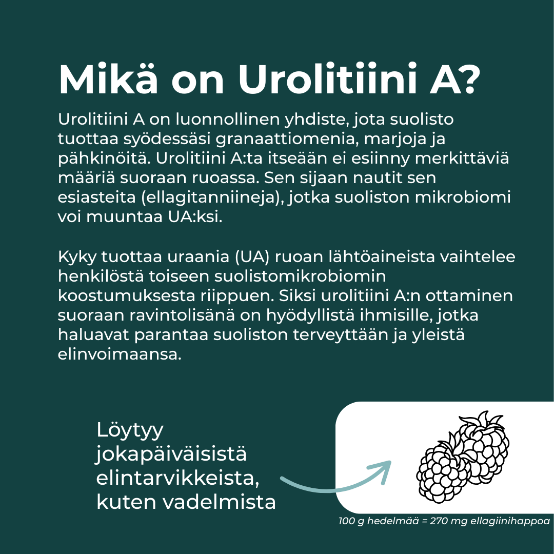 Mikä urolitiini A on